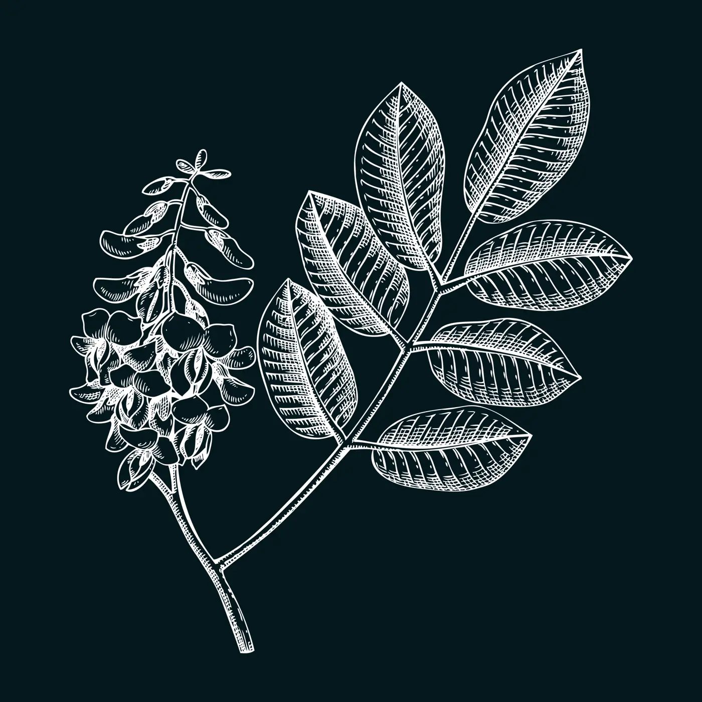 Jamaican dogwood sketch. Apothecary plant drawing. Herbal remedies, medicinal plants, natural medicine hand-drawn vector illustration on chalkbord. NOT AI generated Illustration